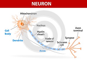 Structure of a typical neuron