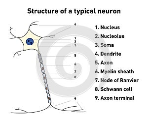 Structure of a typical neuron
