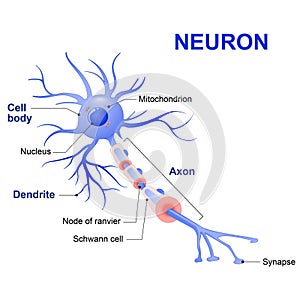 Structure of a typical neuron