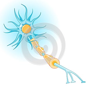 Structure of a typical neuron photo