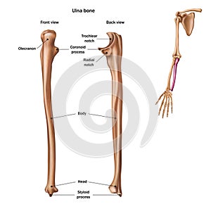 The structure of the ulna bone with the name and description of all sites. Back and front view photo