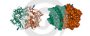 Structure of unoccupied cyclooxygenase-1 homodimer photo