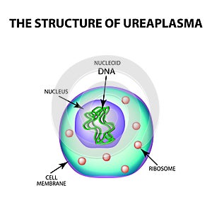 The structure of ureaplasma. Infographics. Vector illustration on isolated background.