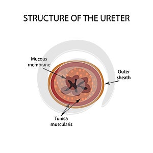 Structure of the ureter. Infographics. Vector illustration on isolated background
