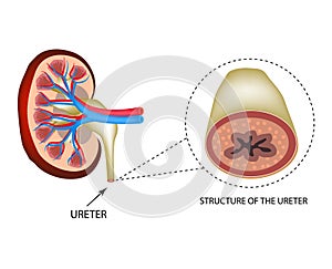 Structure of the ureter. Structure of the kidneys. Infographics. Vector illustration on isolated background