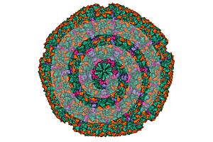Structure of varicella-zoster virus A-capsid