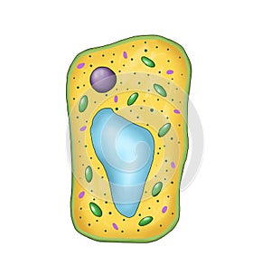 Structure of a vegetal cell with all components