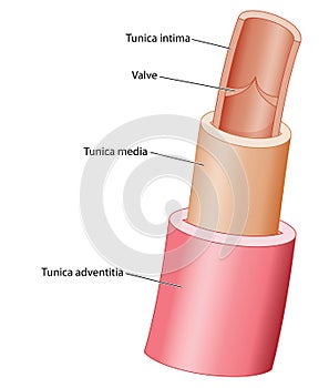 Structure of a vein