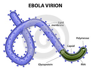 Structure of a virion ebolavirus photo