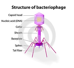 Structure of virus Bacteriophage