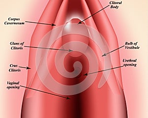 The structure of the vulva. The structure of the clitoris. Female genital organs. Hymen. Infographics. Vector photo