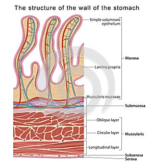 The structure of the wall of the stomach