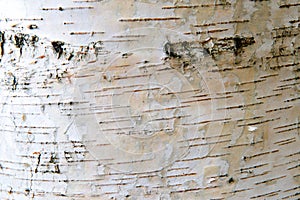 The structure of the white bark of birch with black stripes.