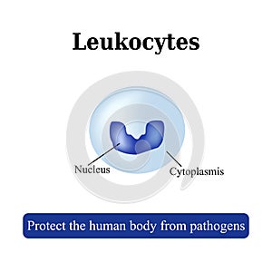 The structure of the white blood cells. Leukocyte. Vector illustration