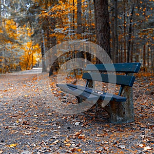 Structure wood forest tree old rotten autumn bench park walk colors