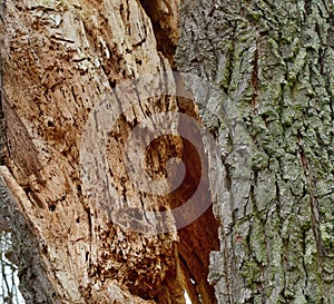 Structure of wood infested with insects, South Bohemia