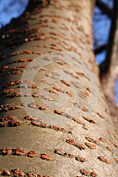 Structured tree trunk