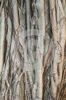Structures of a Banyan tree in close up, China