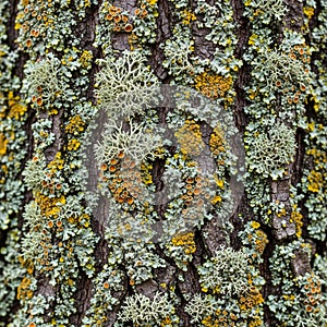 And structures with foliose and fructicose forms interspersed across the