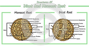 Structures of monocot root and dicot root