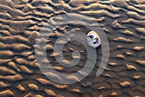 Structures in the mudflats with rippled sand and a stone in the middle