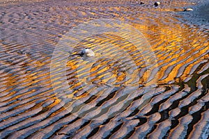 Structures in the mudflats with water reflections from evening sun