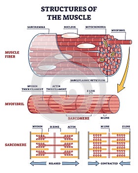 Structures of muscle with fiber, myofibril and sarcomere outline diagram