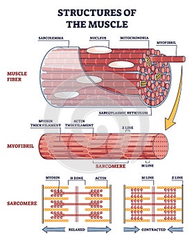 Structures of muscle with fiber, myofibril and sarcomere outline diagram photo