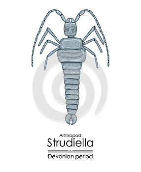 Strudiella