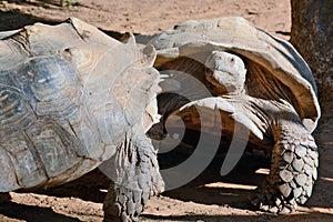 Struggle between the two turtles