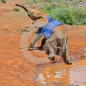 Struggling Baby African Elephant Orphan