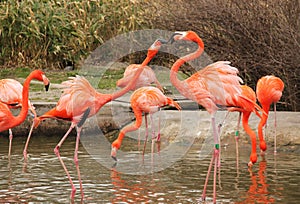 Struggling flamingoes