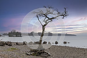 Struggling oak tree by Loch Lomond in Scotland