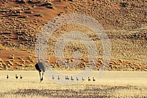 Struisvogel, Ostrich, Struthio camelus