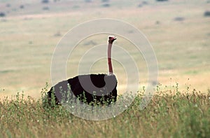 Struisvogel, Ostrich, Struthio camelus