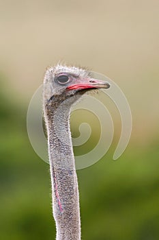 Struisvogel, Ostrich, Struthio camelus