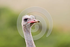 Struisvogel, Ostrich, Struthio camelus