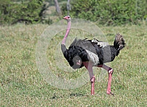Struisvogel, Ostrich, Struthio camelus