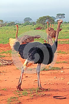 Struisvogel, Ostrich, Struthio camelus