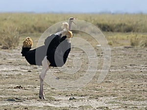 Struisvogel, Ostrich, Struthio camelus