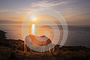 Strumble  Head light house at  sunset with horses