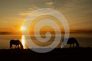 Strumble  Head light house at  sunset with horses