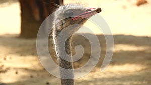 Struthio camelus head, Ostrich head (4K)