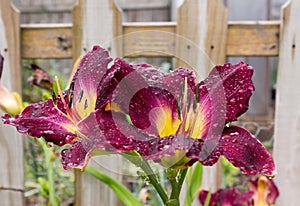 Strutter`s Ball Daylily