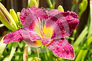 Strutter`s Ball Daylily