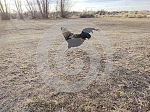 Strutting across the yard