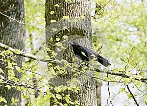 A strutting Black Crow with a peanut