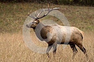 Strutting Bull Elk In Dry Field