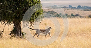 Strutting Cheetah