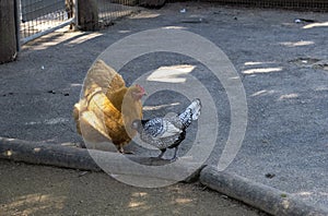 A Strutting Chicken and a Silver Spangled Hamburg hen